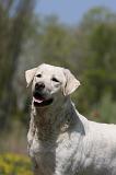 LABRADOR 990